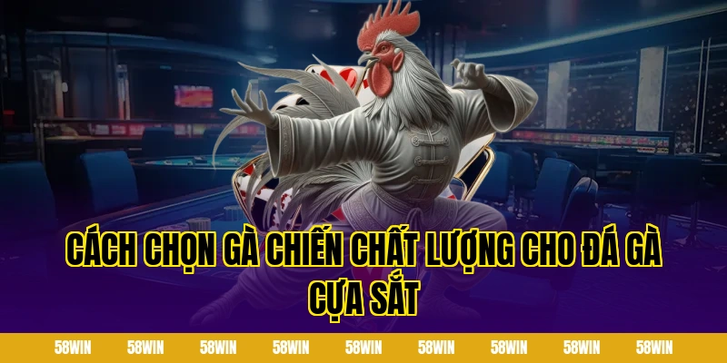 Cách chọn gà chiến chất lượng cho đá gà cựa sắt