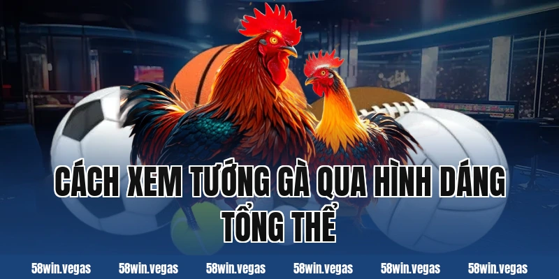 Cách xem tướng gà qua hình dáng tổng thể