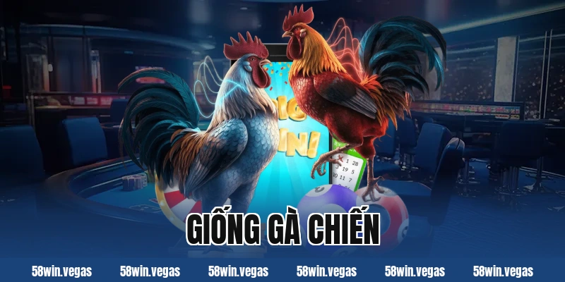 Các giống gà chiến phổ biến và được ưa chuộng hiện nay