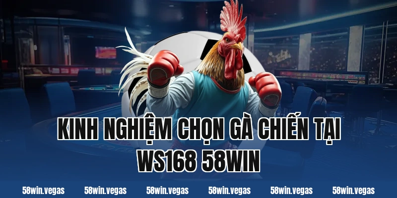 Kinh nghiệm chọn gà chiến tại WS168 58win