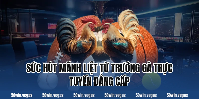 Sức hút mãnh liệt từ trường gà trực tuyến đẳng cấp